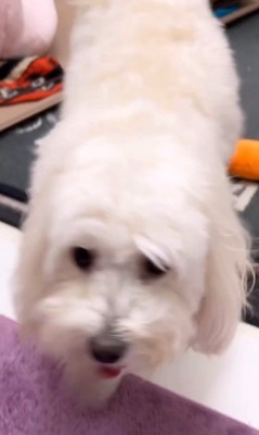 とうふちゃんの聞き間違い4