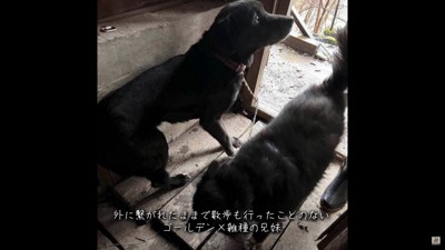 2匹の犬が置き去りに…