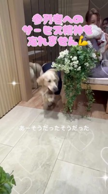 参列者の席から通路に顔を出す犬