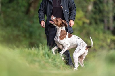 飛び跳ねる犬