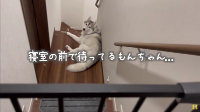 寝室の前で待機するもんちゃん