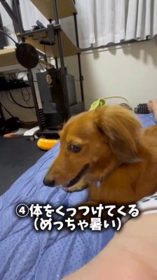 ベッドに横になっている飼い主に背中をくっつける犬