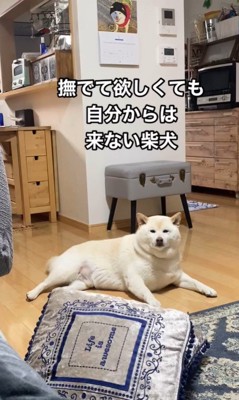 ごん太くんのナデナデ要求