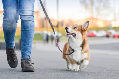 飼い主を見上げながら散歩する犬