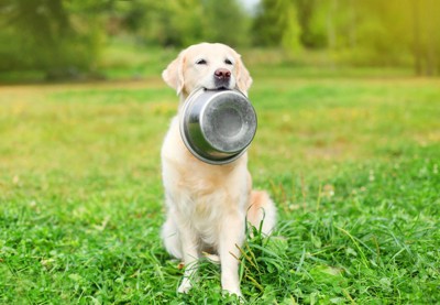 屋外で食器をくわえている犬