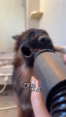 口に空気を噴射される犬