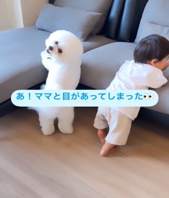 振り向く犬2