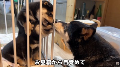 親子のたわむれ
