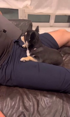 ここまるちゃんの寂しい時の行動9