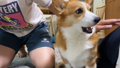 男性と犬