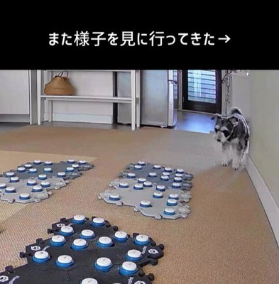 告げ口するモネちゃん6