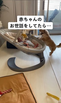 赤ちゃんのお世話後のハナちゃん2