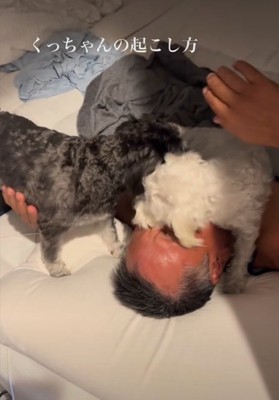 顔をなめる犬
