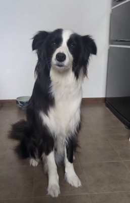 飼い主を見つめる中型犬