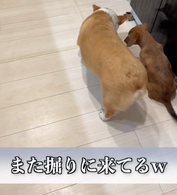 床下を掘るわんこたち