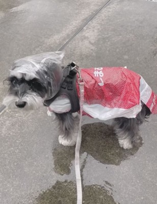 合羽を着こなす犬