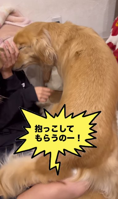 3頭のゴールデンレトリバーに埋もれる女の子