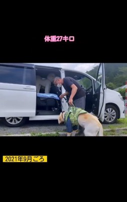 大型犬のニコラちゃん