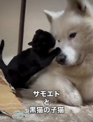 犬の顔をなめる猫