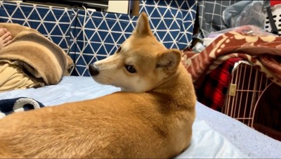 飼い主をふり返る犬