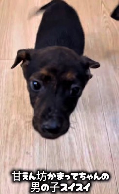 かまってちゃんのスイスイ