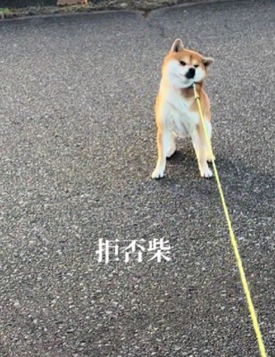 普段のお散歩中も…