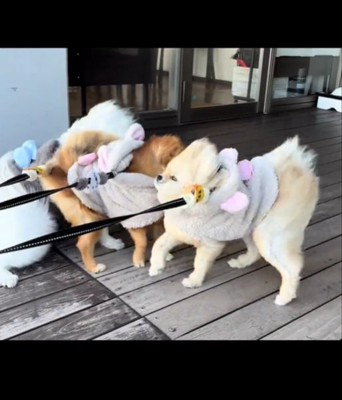 かたまる3匹の犬