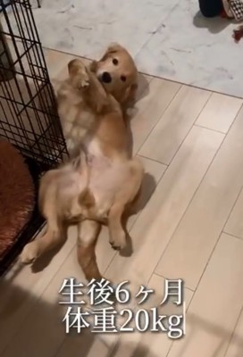 生後6か月の麹くん1