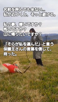 ゴルフボールを追いかける犬