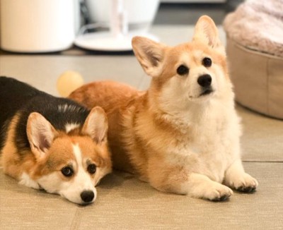 コーギー姉妹
