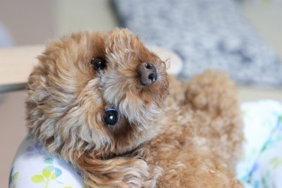 振り向く犬の顔のアップ