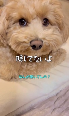 イタズラがバレた時のテンちゃん6