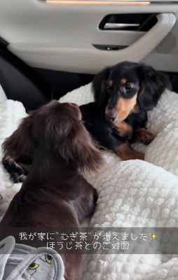 ほうじ茶ちゃんとの出会い