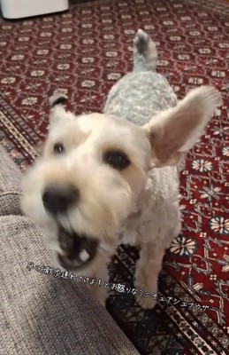 お怒りMAXのえびすくん