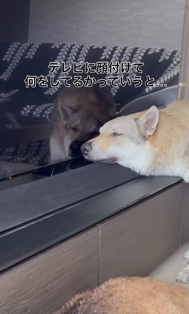 テレビの液晶に頬をくっつけているチェコスロバキアンウルフドッグ