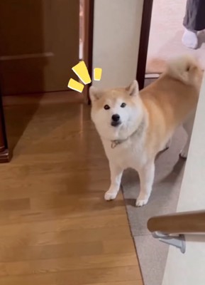 はっと気づく柴犬