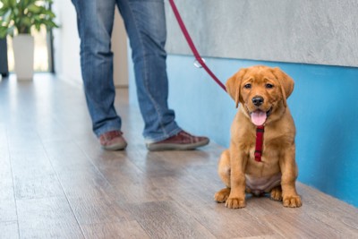 廊下に座る犬