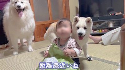 家族の平和な姿にほっこり