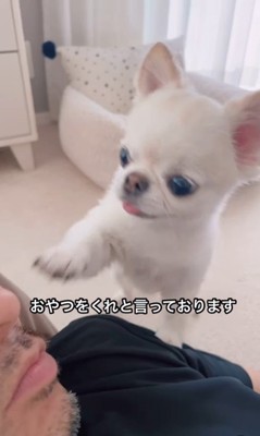 おやつをおねだりするうに君3