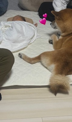 こてつ君と赤ちゃんの初対面9