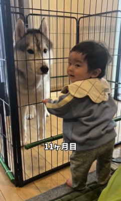 柵越しに見つめ合う犬と赤ちゃん