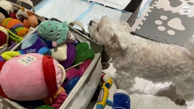 おもちゃを探すナナくん4