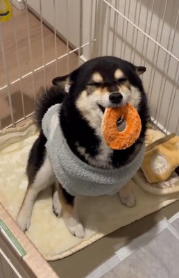 ヒコーキ耳のさくらちゃん