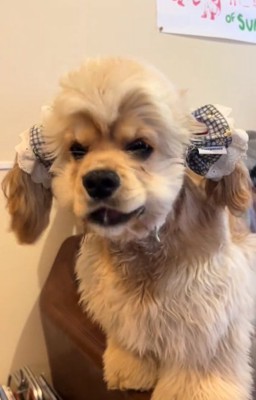 もぐもぐするハムちゃん