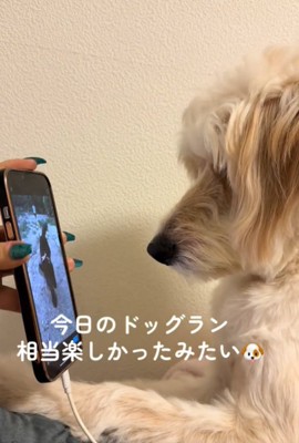 画面を見る犬1