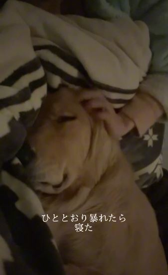 暴れ疲れて眠ってしまったコロッケちゃん