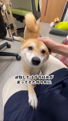 前足を職員の脚に乗せる豆柴、撫でる職員