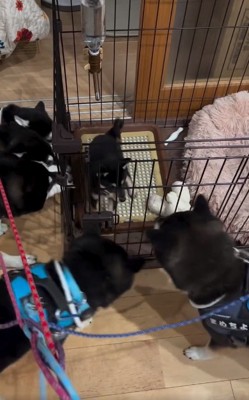 戸惑うかぜちよくん