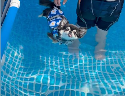 浮かぶ犬