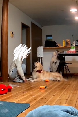 パパを見るこむぎ君